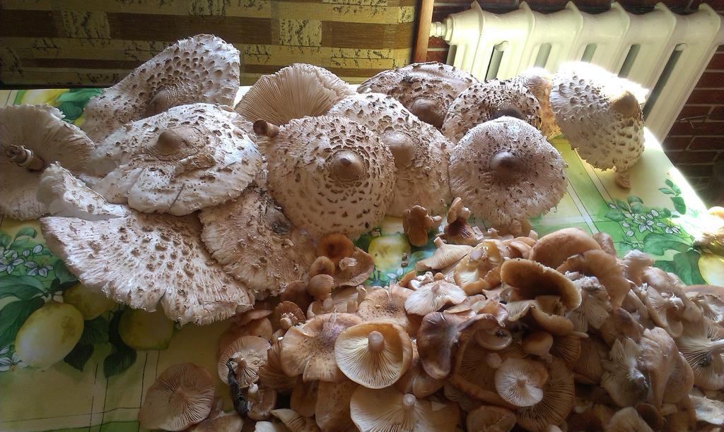 Agro-Tur Domki W Szuwarach Kuty エクステリア 写真