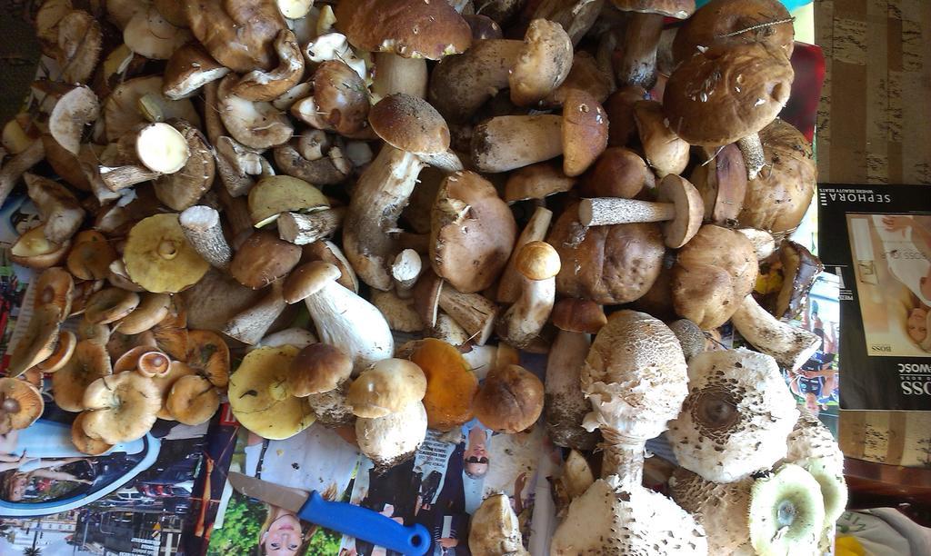 Agro-Tur Domki W Szuwarach Kuty エクステリア 写真