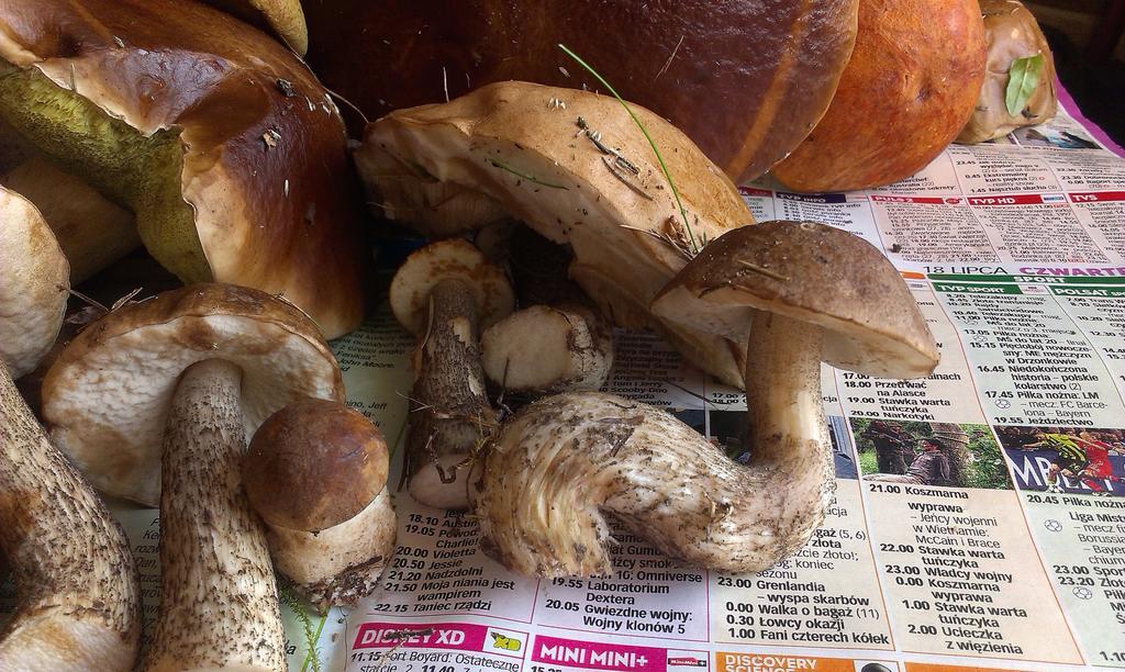 Agro-Tur Domki W Szuwarach Kuty エクステリア 写真