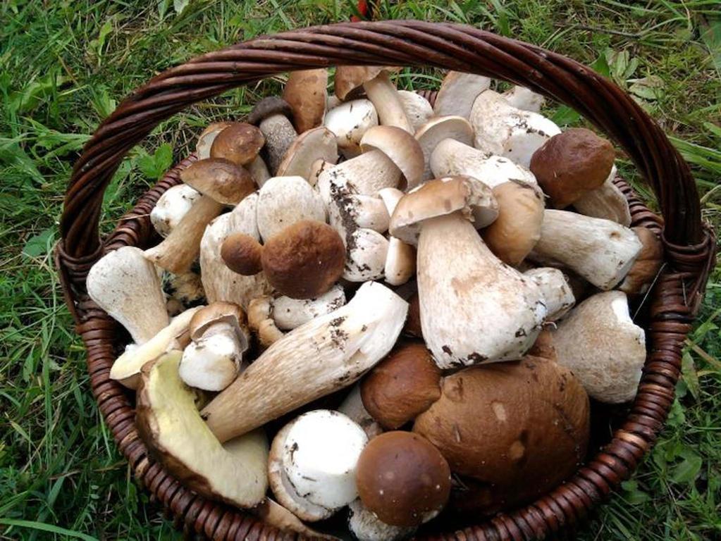 Agro-Tur Domki W Szuwarach Kuty エクステリア 写真